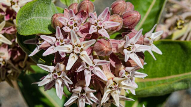 Asclepias speciosa Showy milkweed, Asclepias speciosa