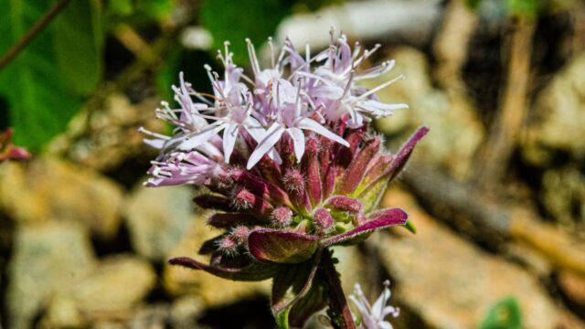 Monardella odoratissima Coyote mint, Monardella odoratissima