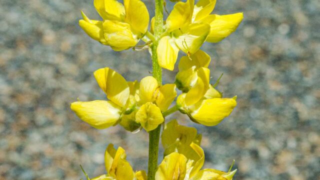 Lupinus croceus Saffron flowered lupine, Lupinus croceus