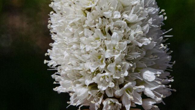 Bistorta bistortoides American bistort, Bistorta bistortoides