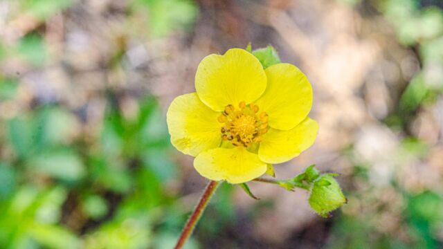 Potentilla sp.