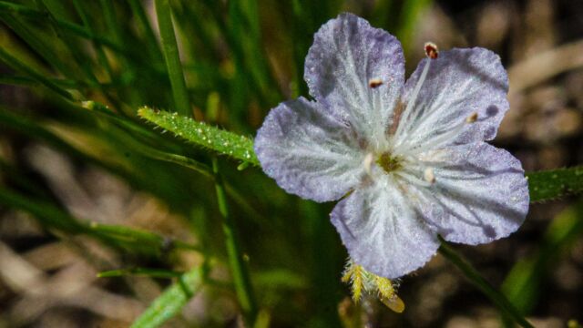 Phacelia pringlei Pringle's phacelia, Phacelia pringlei