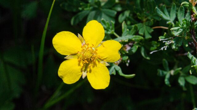 Dasiphora fruticosa Shrubby cinquefoil, Dasiphora fruticosa