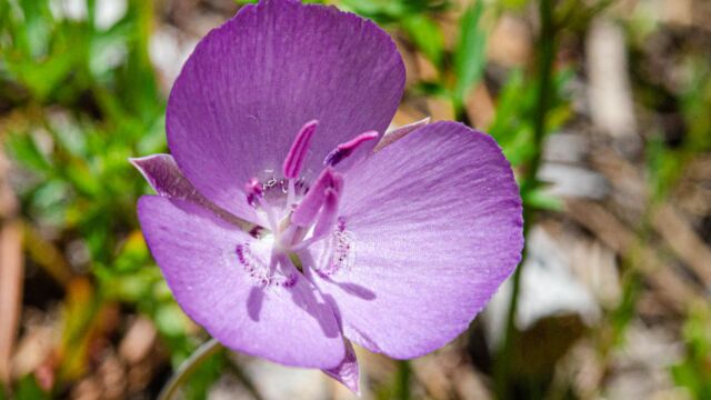 Calochortus nudus Naked Mariposa Lily, Calochortus nudus