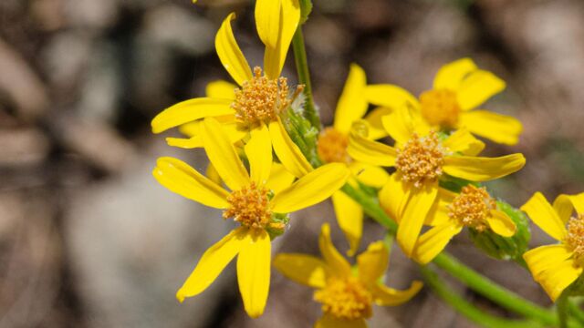 Senecio integerrimus Lambstongue ragwort, Senecio integerrimus