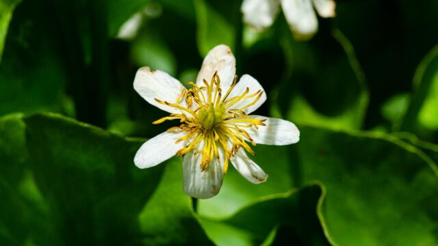 Caltha leptosepala White marsh marigold, Caltha leptosepala