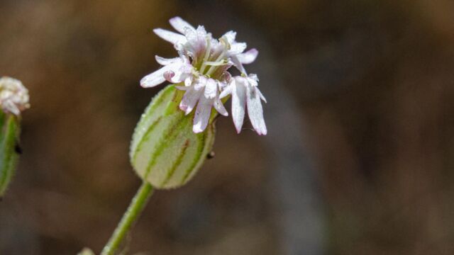Silene douglasii var. douglasii Douglas's catchfly, Silene douglasii var. douglasii