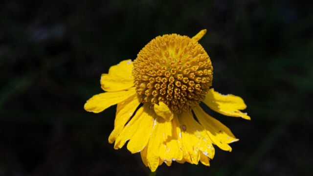 Helenium bigelovii Bigelow's sneezeweed, Helenium bigelovii
