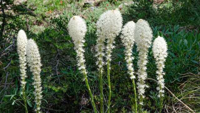 Xerophyllum tenax Common beargrass, Xerophyllum tenax