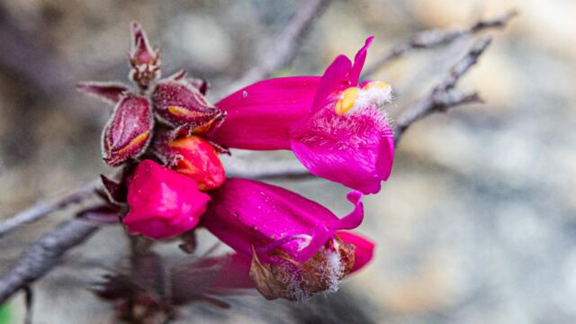 Penstemon newberryi Mountain Pride, Penstemon newberryi