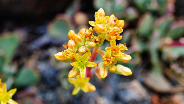 Sedum kiersteadiae The Eddys stonecrop, Sedum kiersteadiae