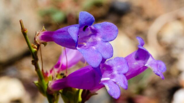 Penstemon azureus Azure penstemon, Penstemon azureus