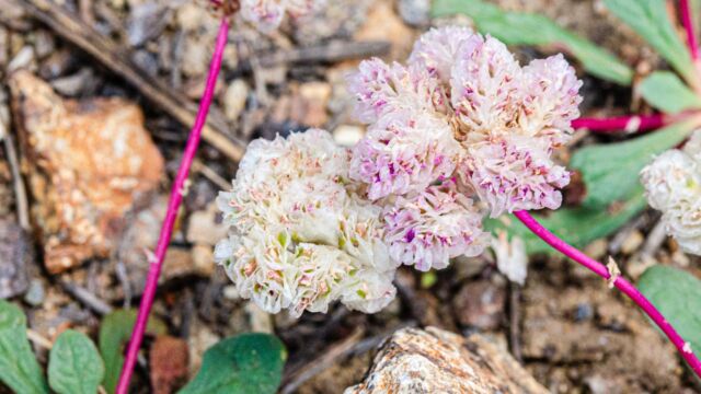 Calyptridium monospermum One seeded pussypaws, Calyptridium monospermum