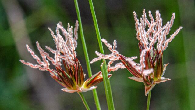 Juncus nevadensis var. nevadensis, Sierran rush, Juncus nevadensis var. nevadensis,