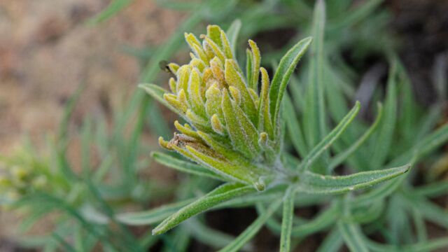 Castilleja pilosa Parrothead indian paintbrush, Castilleja pilosa