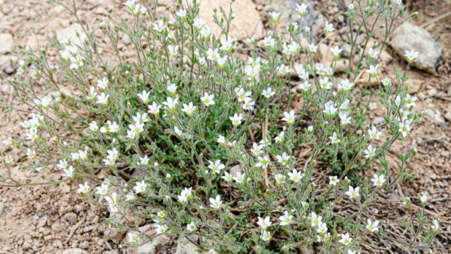 Minuartia douglasii Douglas' stitchwort, Minuartia douglasii