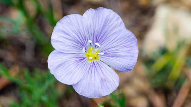 Linum lewisii var. lewisii Lewis' flax, Linum lewisii var. lewisii