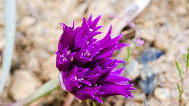 Allium falcifolium Scytheleaf onion, Allium falcifolium