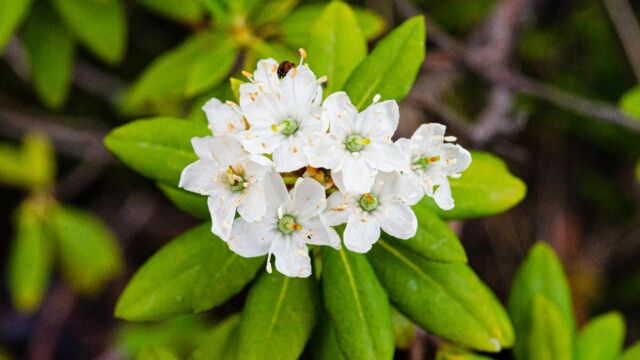 Rhododendron columbianum Western labrador tea, Rhododendron columbianum
