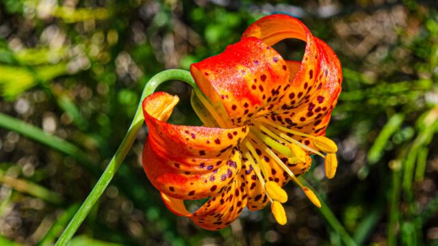 Lilium pardalinum ssp. shastense Shasta lily, Lilium pardalinum ssp. shastense