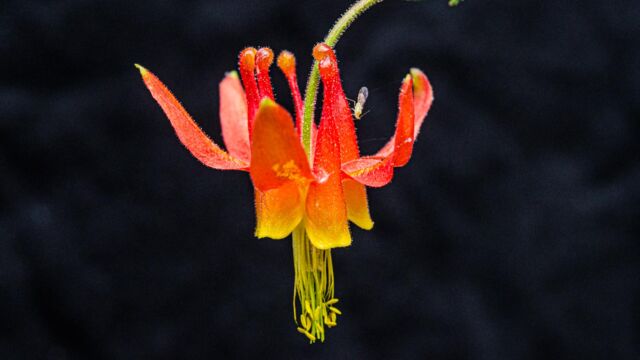 Aquilegia formosa Crimson columbine, Aquilegia formosa