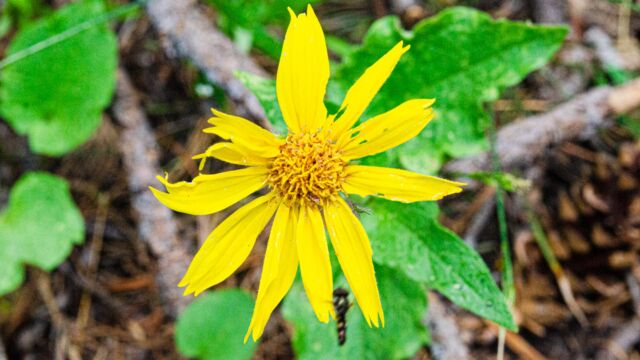 Arnica cordifolia Heartleaf arnica, Arnica cordifolia