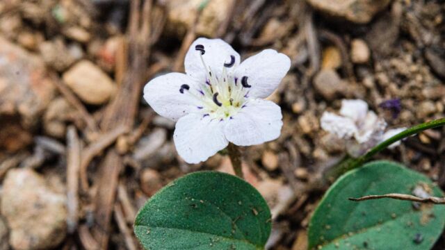 Howellanthus dalesianus. CNPS rank 4.3 Scott mountain phacelia, Howellanthus dalesianus. CNPS rank 4.3