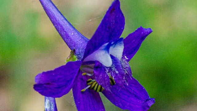 Delphinium nuttallianum Meadow larkspur, Delphinium nuttallianum