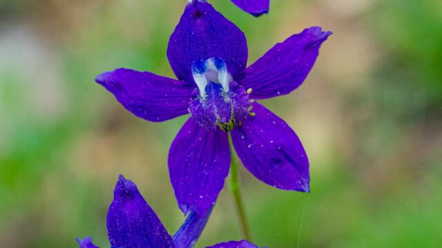 Delphinium nuttallianum Meadow larkspur, Delphinium nuttallianum