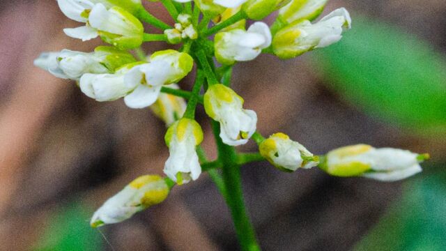 Noccaea fendleri Pennycress, Noccaea fendleri