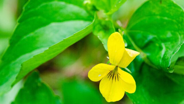 Viola glabella Stream violet, Viola glabella