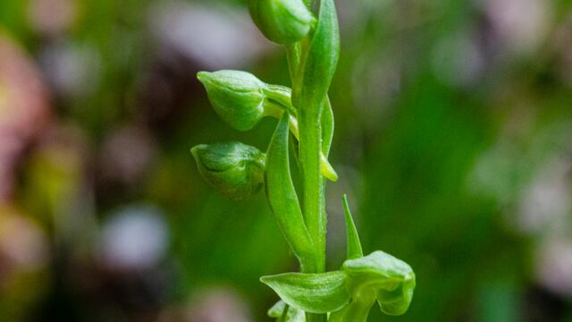Platanthera sparsiflora Sparse flowered bog orchid, Platanthera sparsiflora