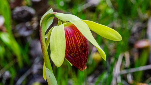Darlingtonia californica. CNPS 4.2 California Pitcher Plant, Darlingtonia californica. CNPS 4.2