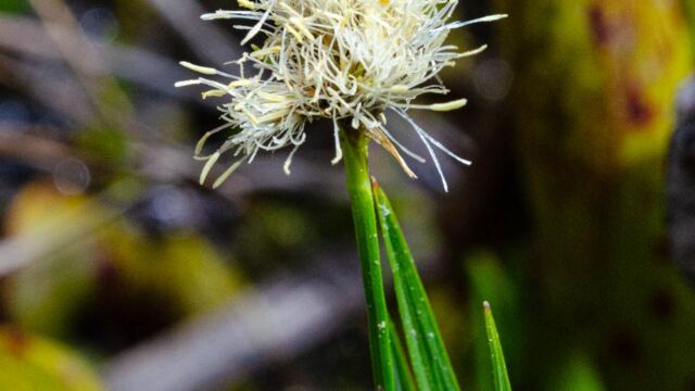 Calliscirpus criniger Cotton grass, Calliscirpus criniger