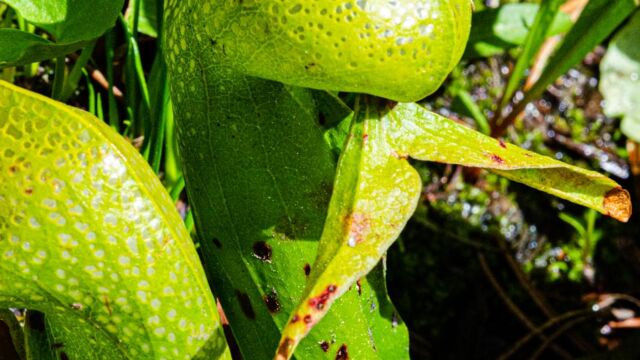 Darlingtonia californica. CNPS 4.2 California Pitcher Plant, Darlingtonia californica. CNPS 4.2