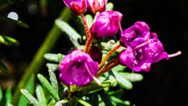 Phyllodoce empetriformis Pink mountainheath, Phyllodoce empetriformis