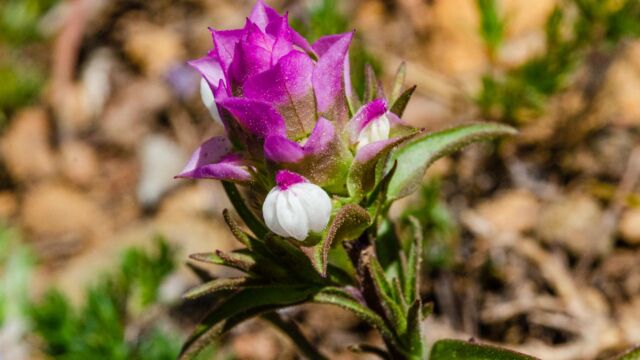 Orthocarpus cuspidatus ssp. copelandii Copeland's owl's clover, Orthocarpus cuspidatus ssp. copelandii
