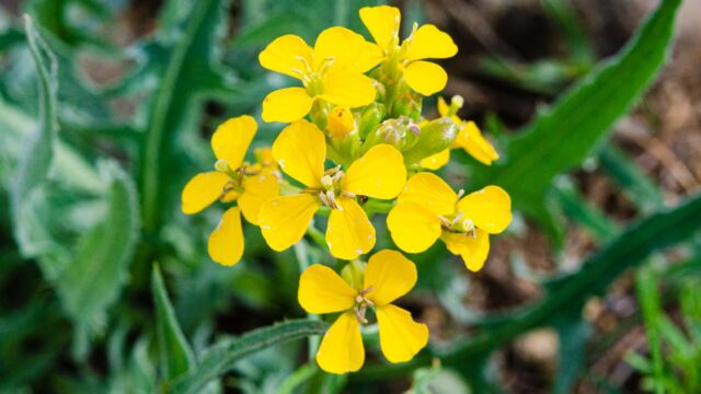 Erysimum capitatum Western wallflower, Erysimum capitatum