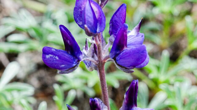 Lupinus lapidicola. CNPS 4.3 Mt. Eddy lupine, Lupinus lapidicola. CNPS 4.3