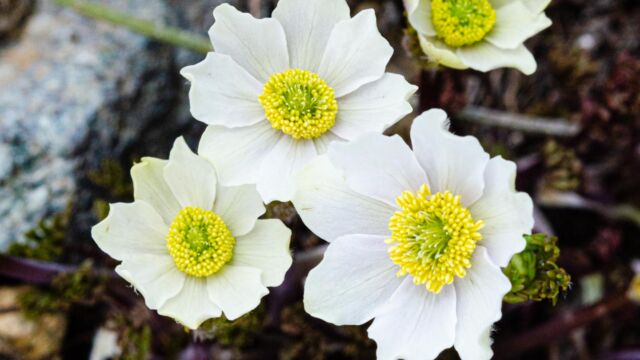 Anemone drummondii var. drummondii, found along the trail near the ridge Drummond's anemone, Anemone drummondii var. drummondii