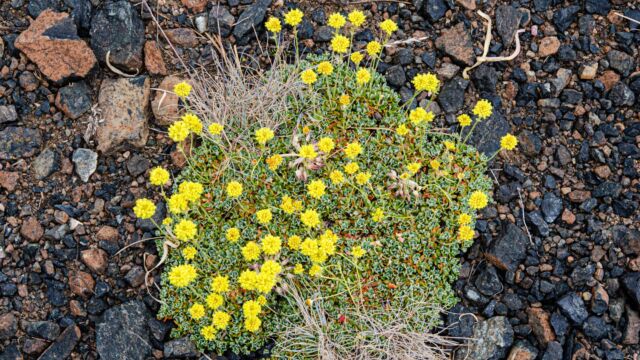 Eriogonum siskiyouense. CNPS Rank 4.3 Siskiyou buckwheat, Eriogonum siskiyouense. CNPS Rank 4.3