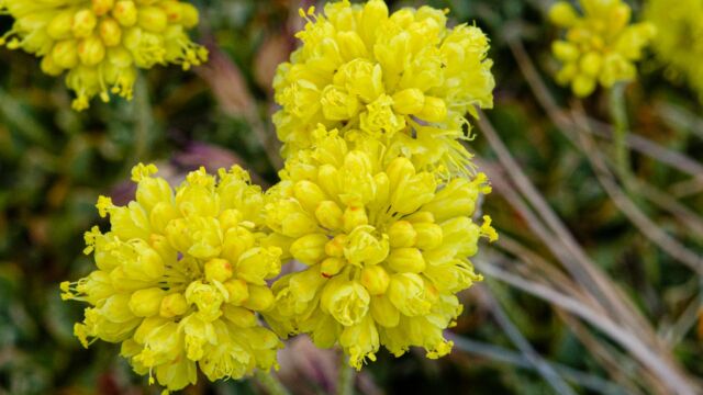 Eriogonum siskiyouense. CNPS Rank 4.3 Siskiyou buckwheat, Eriogonum siskiyouense. CNPS Rank 4.3