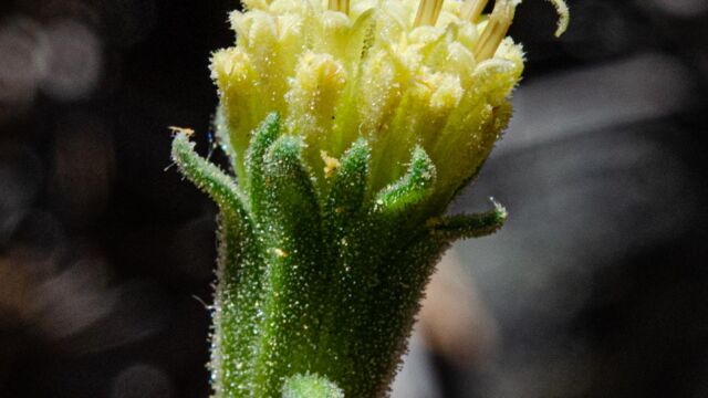 Chaenactis douglasii var. douglasii Dusty-Maidens, Chaenactis douglasii var. douglasii