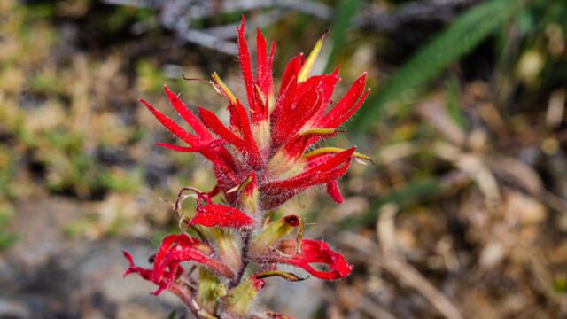 Castilleja applegatei ssp. pinetorum Wavy leaved indian paintbrush, Castilleja applegatei ssp. pinetorum