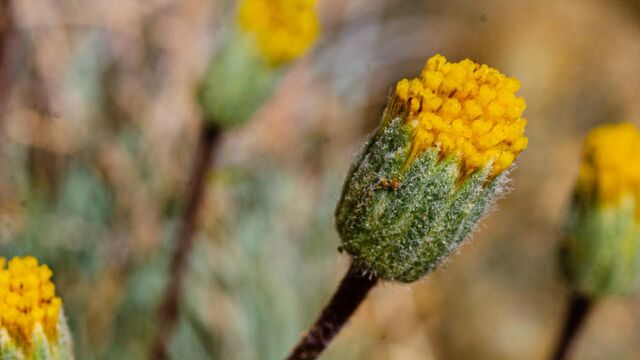 Erigeron bloomeri var. bloomeri Scabland fleabane, Erigeron bloomeri var. bloomeri