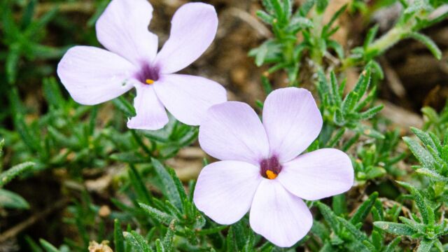 Spreading phlox Phlox diffusa, Spreading phlox