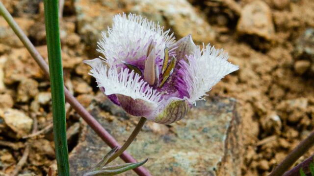 Calochortus tolmiei Pussy ears, Calochortus tolmiei