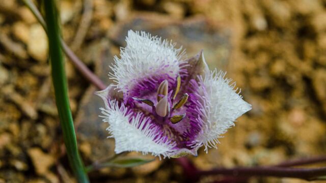 Calochortus tolmiei Pussy ears, Calochortus tolmiei