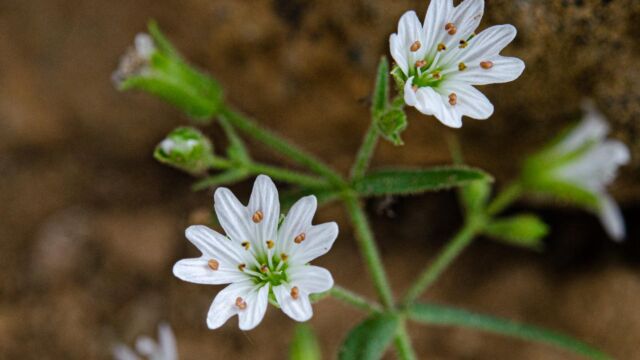 Pseudostellaria jamesiana Tuber starworf, Pseudostellaria jamesiana