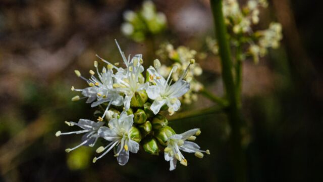 Toxicoscordion paniculatum Foothill deathcamas, Toxicoscordion paniculatum